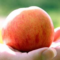 Apple_Hand Blog